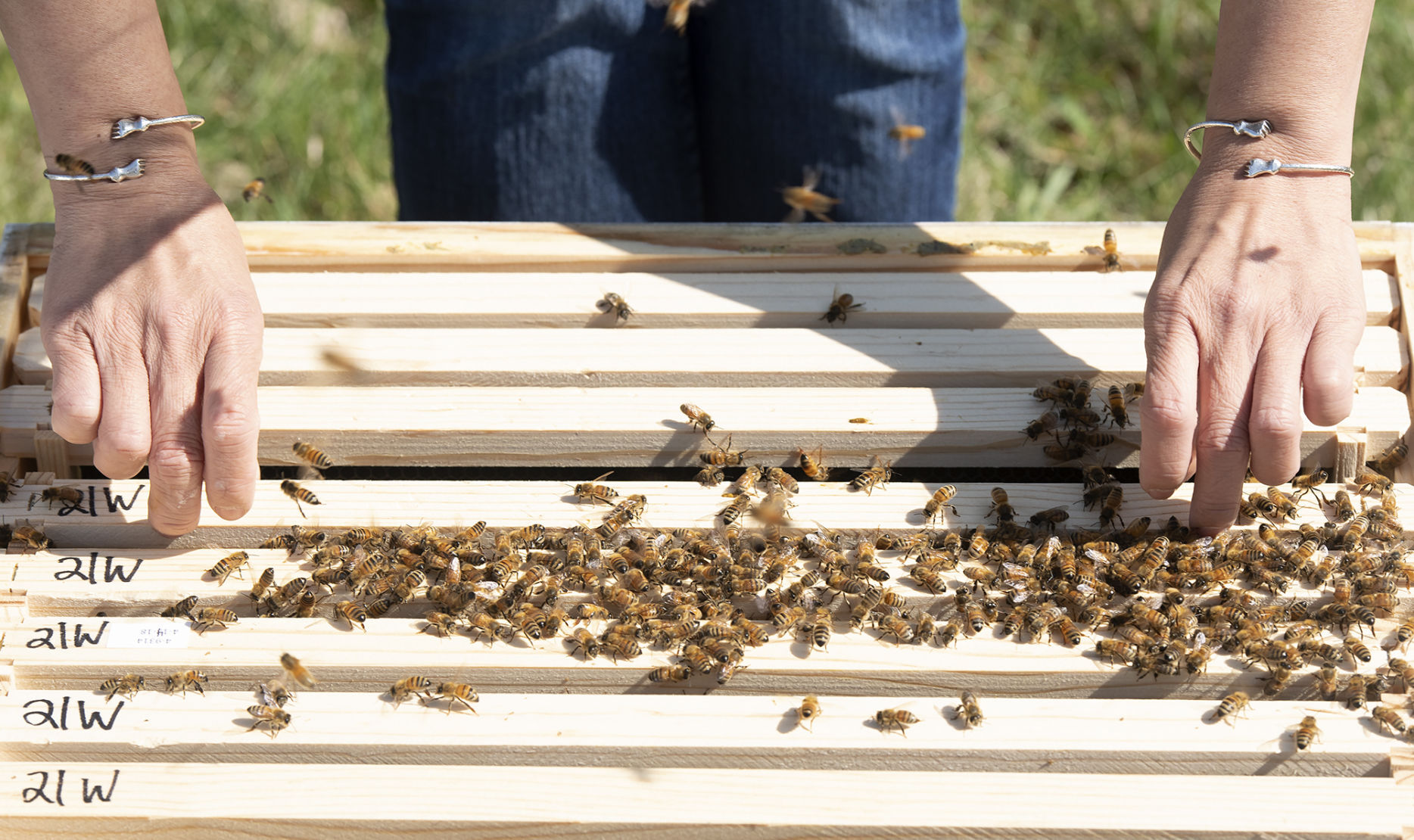Honey bee hive